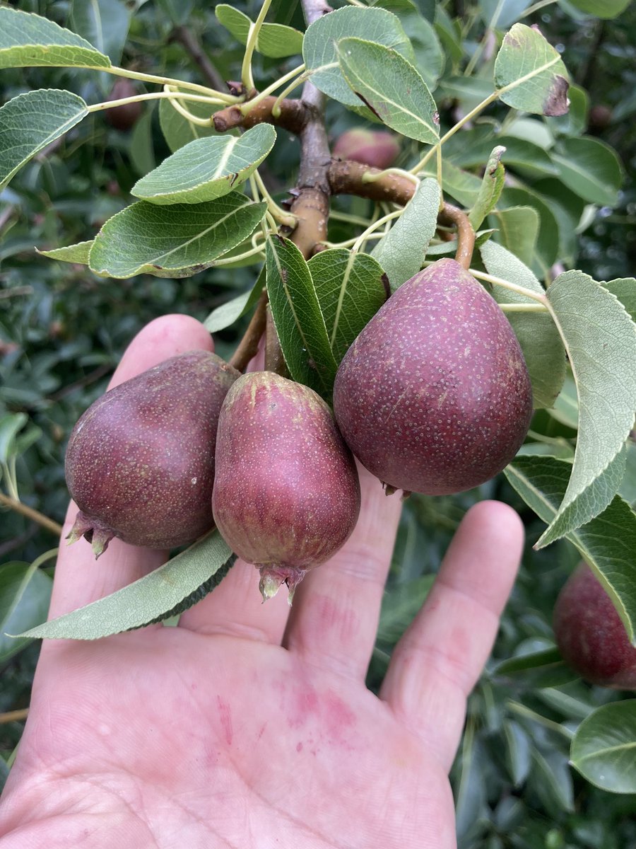 stewartwaine's tweet photo. Interesting pear planted and n an old community plot at the allotment no one seems to what what it is https://t.co/HvzsNanuGe