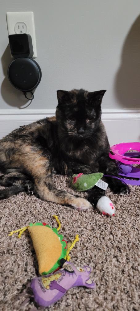 JnthnHdrck's tweet photo. Tessa has so many toys, sometimes she doesn’t know which one to play with first. 😸
#TessaTuesday #PetsForPatriots
#CatsOfTwitter #CatsOnTwitter https://t.co/98NknEOhRt