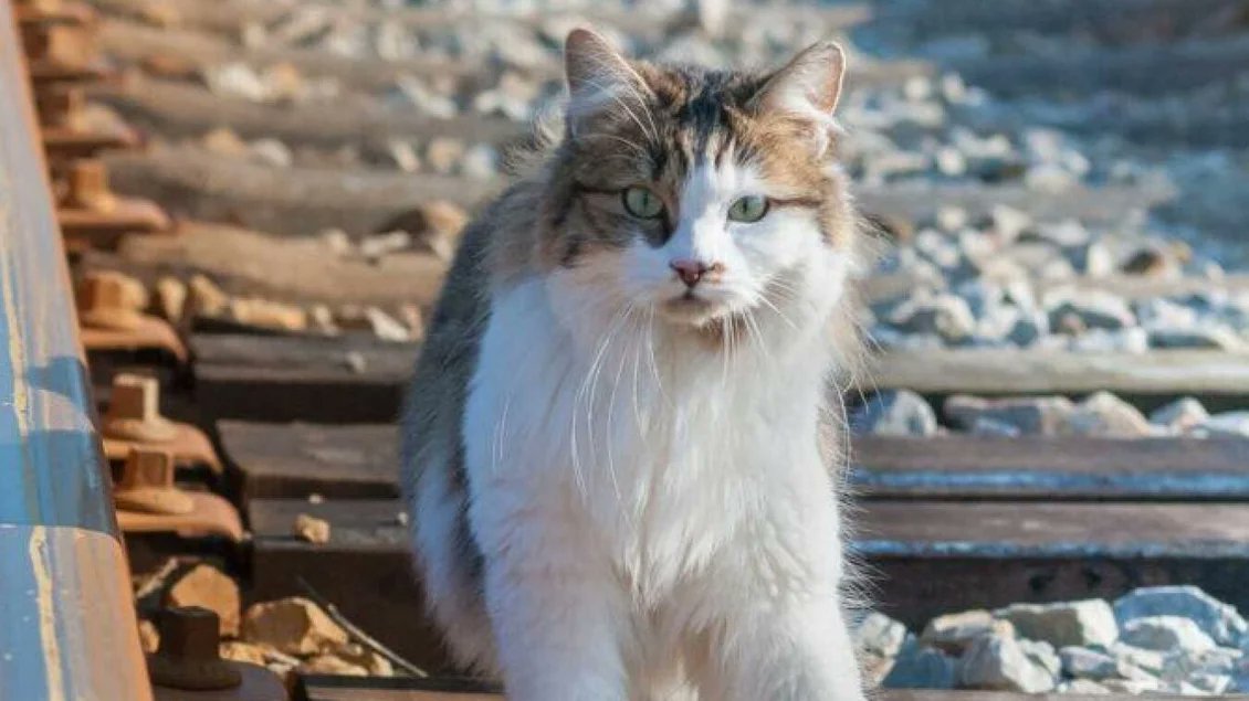 CerfiaFR's tweet photo. 🇫🇷🚄 FLASH | La #SNCF a été reconnue coupable de « négligence » et condamnée à 1000€ d’amende pour la mort de Neko, le chat écrasé par un train en janvier dernier. https://t.co/OddzvcM07T