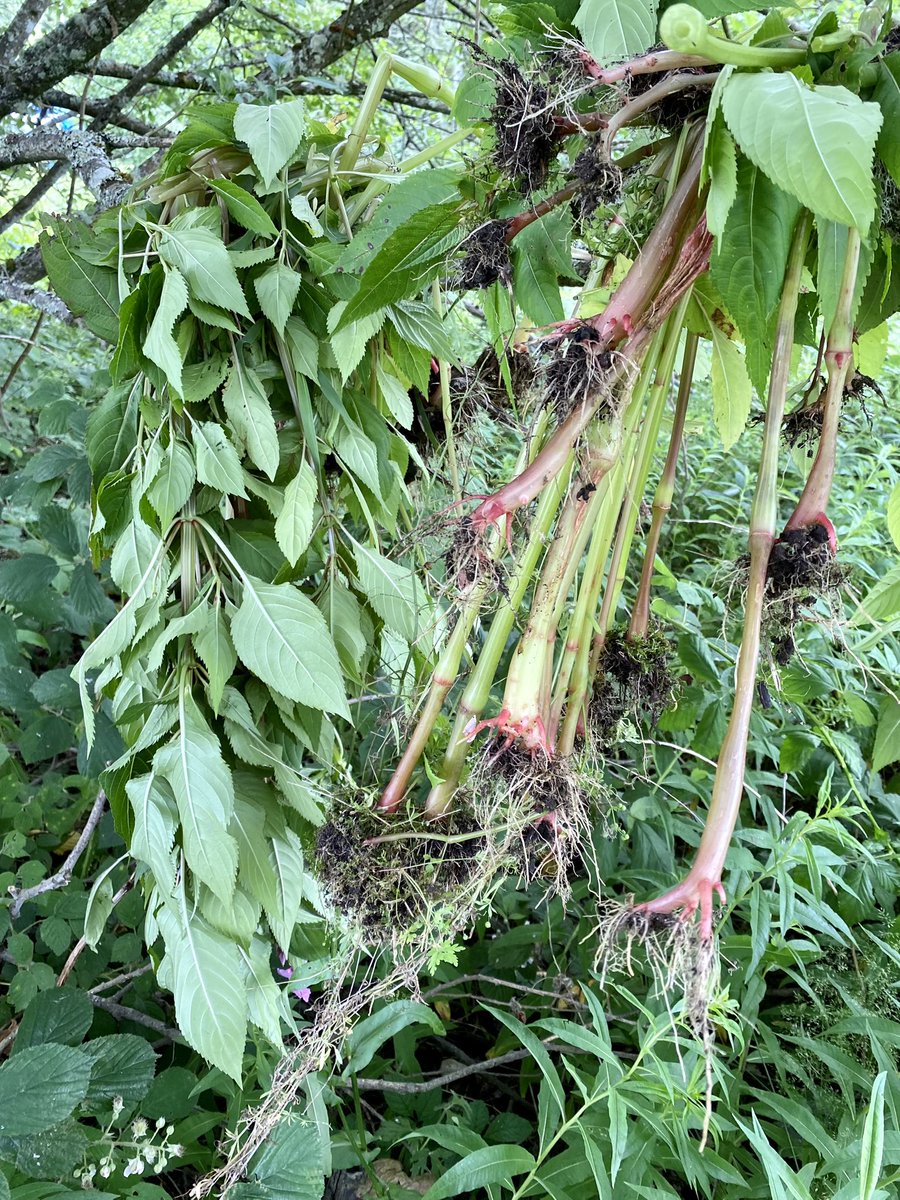 Another brilliant @lomondtrossachs #NationalPark #JuniorRanger and young volunteer session tackling #INNS invasive non-native species Himalayan balsam plants at Balmaha. Clearing the plants before they spread their seeds. #StrongerWithYouth @SCRAOnline @EUROPARC @WildParkLinda