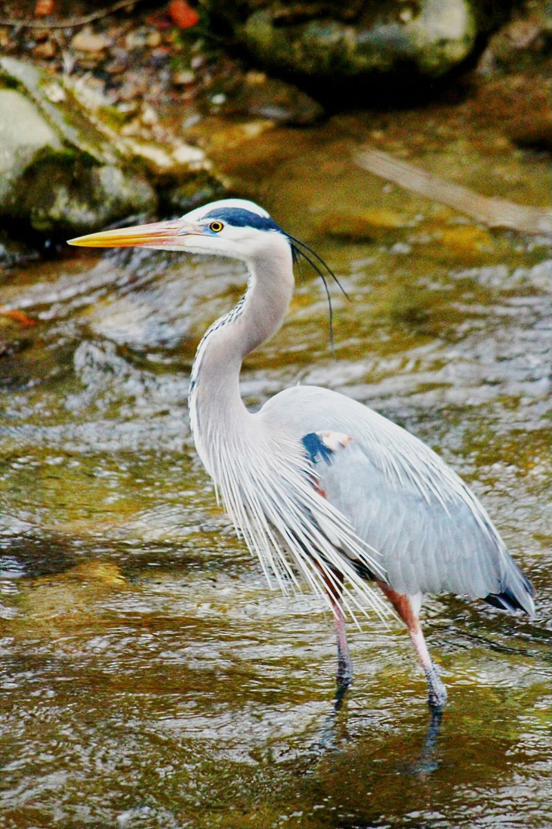 KeriButcher's tweet photo. Blue Heron..
#gsmnp #birds #waterfowl #water #wildlifephotography #wildlife #PhotographyIsArt #photography #photographer #freelance #freelancers #freelancer #smokies #mountains #Mountainstreams #NaturePhotograhpy #nature https://t.co/SIXLgFMO5d