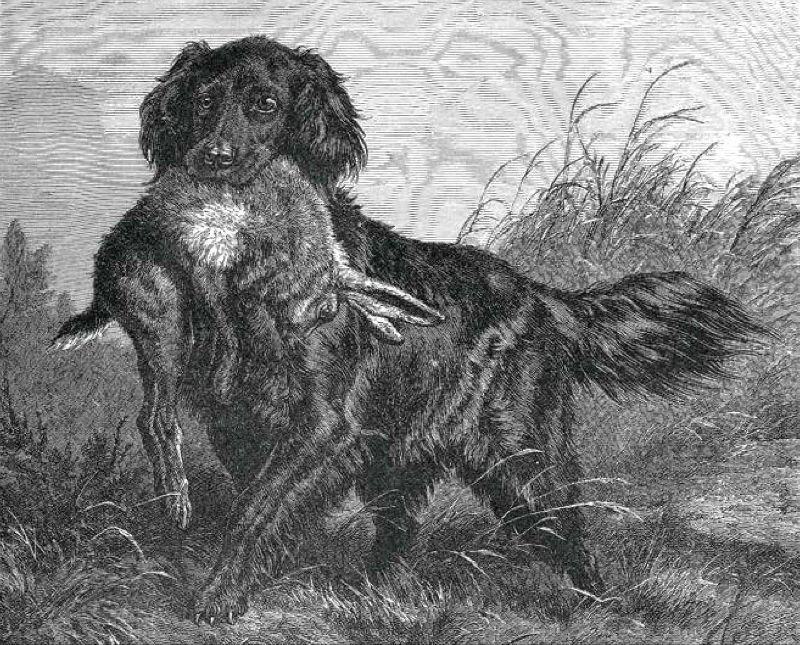 Project_Upland's tweet image. St. John’s Water Dog | Over/Under Shotgun History - mailchi.mp/7504b49dca81/s…