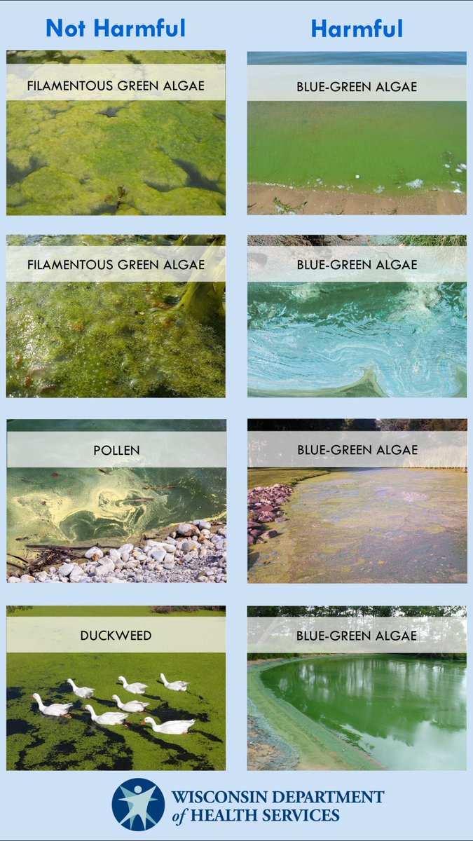Happy 4th of July! Be safe on the water and learn the difference between HAB's and Algal Blooms.  When in doubt, stay out! 
Learn more about #bluegreenalgae: dhs.wisconsin.gov/publications/p…