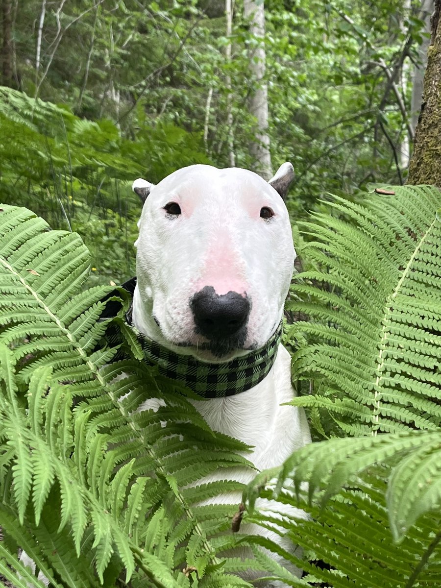 We Love Green💚🐾

#Tuesday #RainyDay #DogLife #Smile