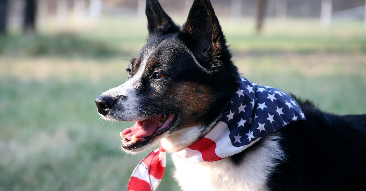 MWI Animal Health tweet media