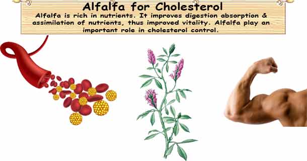 #Alfalfa lower your risk for #HeartDiseases and #Strokes - buff.ly/3KgNSpj