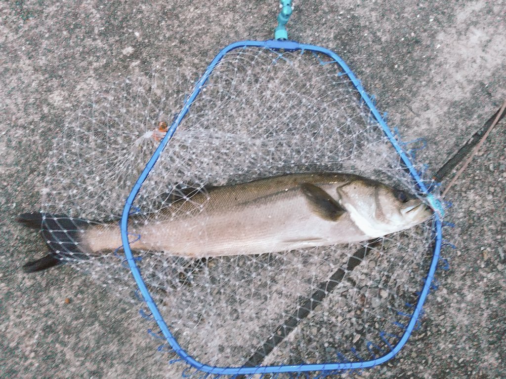 k_nagoro's tweet photo. 7月4日(火)の釣果🎣

久しぶりのシーバス‼️🐟️
ラスト一投を３回くらい投げたらガツンときました🤣🤣🤣
諦めなくて良かった🙆
#68cm
#ﾀｲﾆｰﾄﾞﾛｯﾌﾟ https://t.co/Oa35o4e9Td