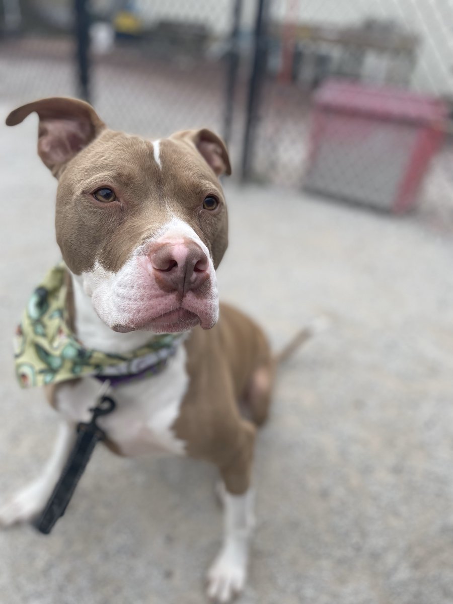 PSPCA's tweet photo. While so many celebrate, Wyatt is at the shelter dreaming of his own Independence Day. 

Today marks the THIRD 4th of July Wyatt has spent in our shelter.

Please consider adopting Wyatt, there is nothing more special than saving the life of a shelter pet. #TuesdayswithWyatt https://t.co/oQ8EPyRI4P