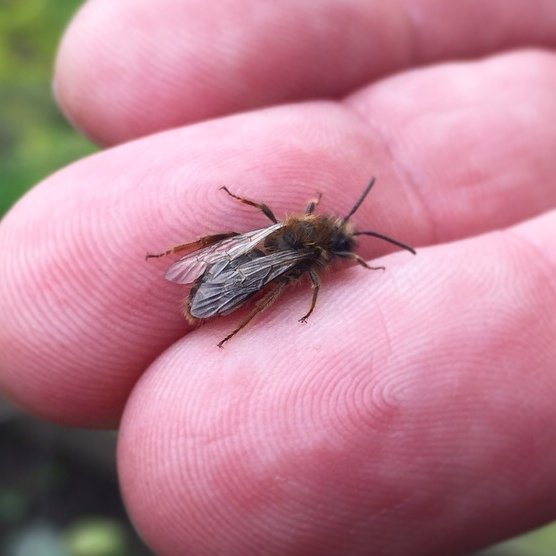 It's #SolitaryBeeWeek, so we're celebrating our Tawny Mining Bees and our Peace Garden residents, the masonry bees! We love when these little guys start buzzing around the cemetery, and it's clear to see that their numbers are growing year on year! 🐝