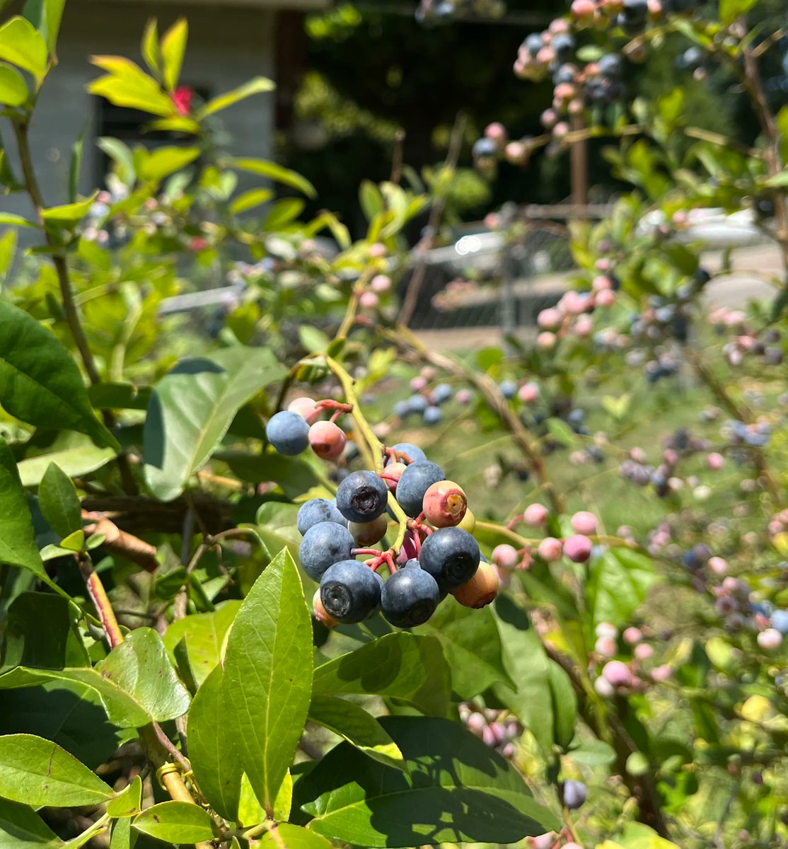 SustainingWay's tweet photo. Strawberries, flower buds, and blueberries make red, white, and blue for the Fourth of July!

#July4th #Sustainability #Garden #Flowers #Strawberries #Blueberries https://t.co/bqy5nv4CxK