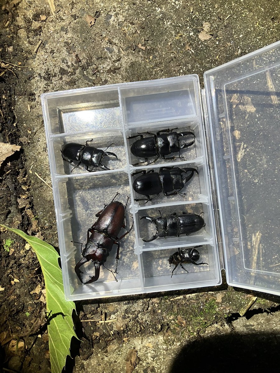 otinkassss's tweet photo. in島根県
クワガタワールドや！！

ミヤマクワガタとノコギリクワガタとヒラタクワガタがたくさん💫
かっこいいね！ https://t.co/CWPMFFTqUQ