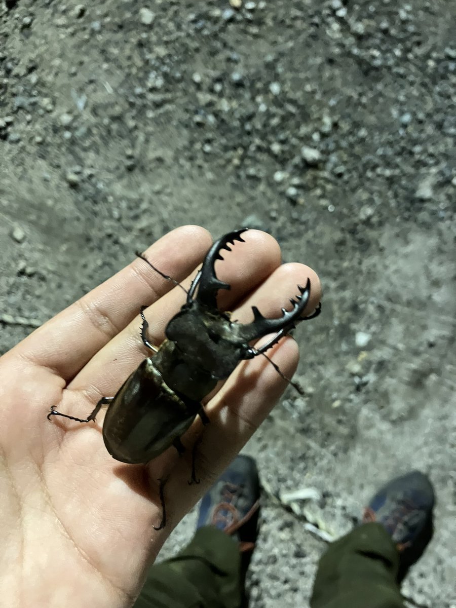 otinkassss's tweet photo. in島根県
クワガタワールドや！！

ミヤマクワガタとノコギリクワガタとヒラタクワガタがたくさん💫
かっこいいね！ https://t.co/CWPMFFTqUQ