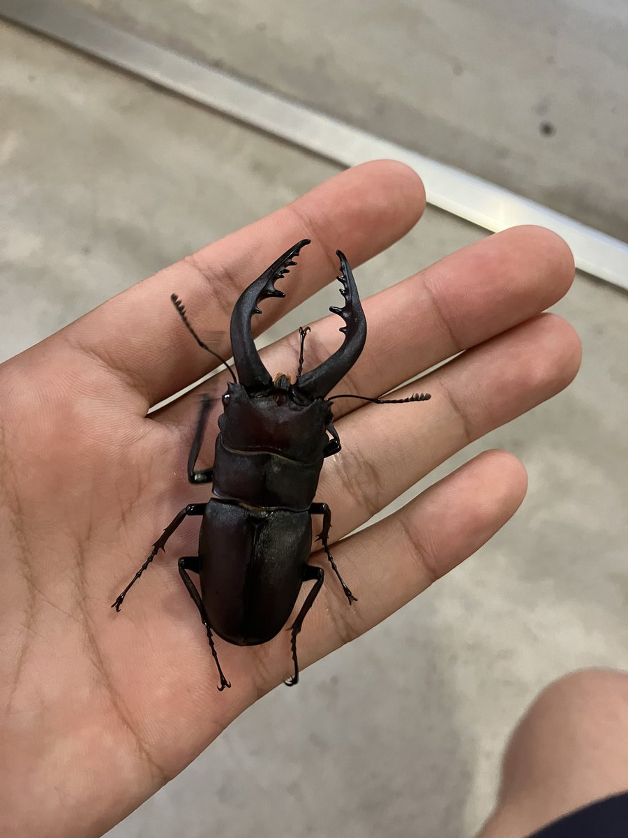 otinkassss's tweet photo. in島根県
クワガタワールドや！！

ミヤマクワガタとノコギリクワガタとヒラタクワガタがたくさん💫
かっこいいね！ https://t.co/CWPMFFTqUQ