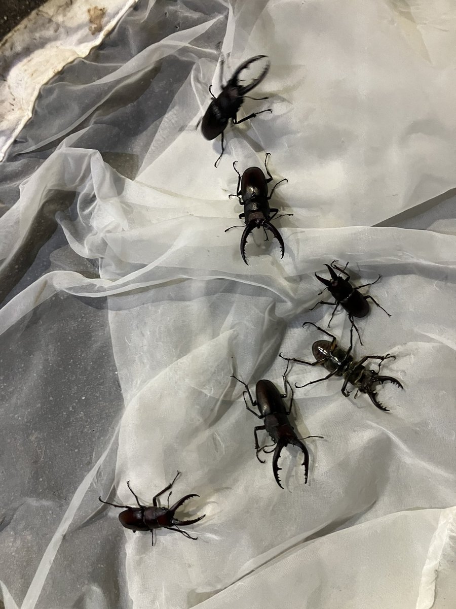 otinkassss's tweet photo. in島根県
クワガタワールドや！！

ミヤマクワガタとノコギリクワガタとヒラタクワガタがたくさん💫
かっこいいね！ https://t.co/CWPMFFTqUQ
