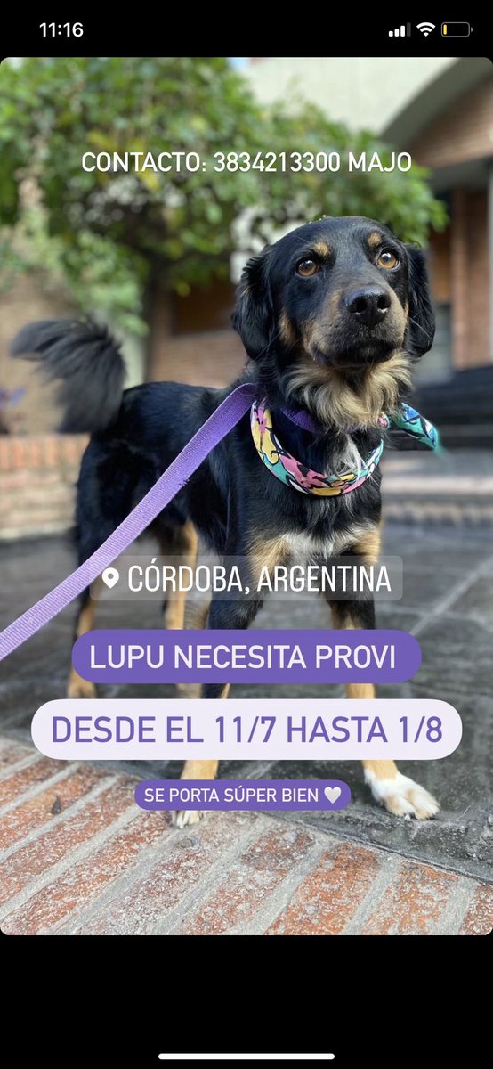 _ludmirodriguez's tweet photo. Lupu necesita provi solo por unos días.
Es un santo, duerme toooooodo el día.
Le haces un lugar? 🥺 
@VivireNuevaCba https://t.co/olJptUYFR9
