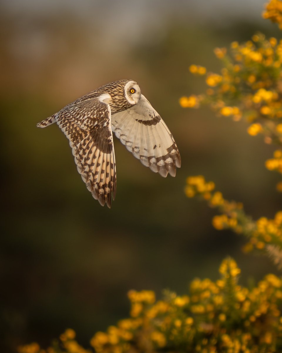 Paul__Browning_'s tweet photo. While looking for Dartford Warblers amongst the yellow gorse, a surprise guest flew by.. 

Who knows which owl this is ? #quiz 

#wildlifephotography #wildlife #nature
#photography #sonyalpha #owls
#TwitterNaturePhotography https://t.co/wOssAsA9cD
