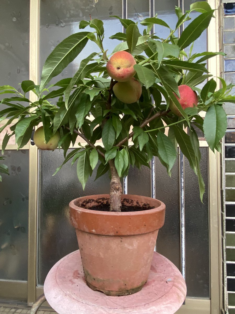 httpwildjupiter's tweet image. 今年の桃とブラム