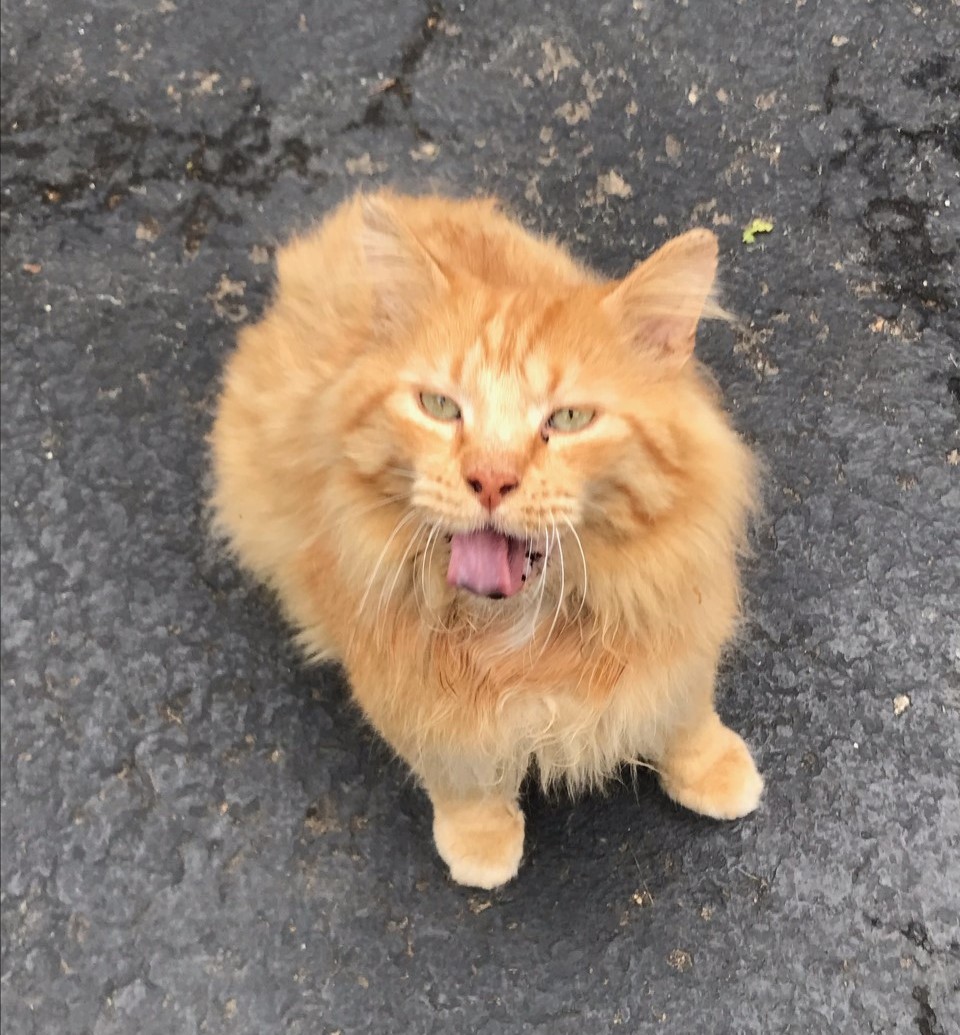 SusieQ6shooter's tweet image. #TongueOutTuesday #Bobtail