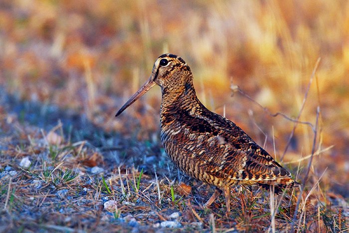 La bécasse des bois a des mœurs discrètes et nocturnes. En véritable fantôme de la forêt, on la voit rarement. On sait désormais que les plumes de sa queue ont le blanc le plus pur de tout le monde des oiseaux : vogelwarte.ch/fr/station/new…