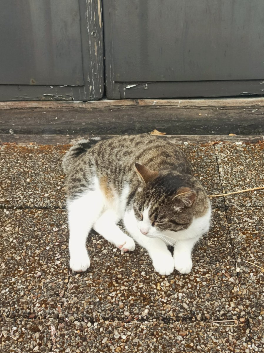 The many cats of Utrecht