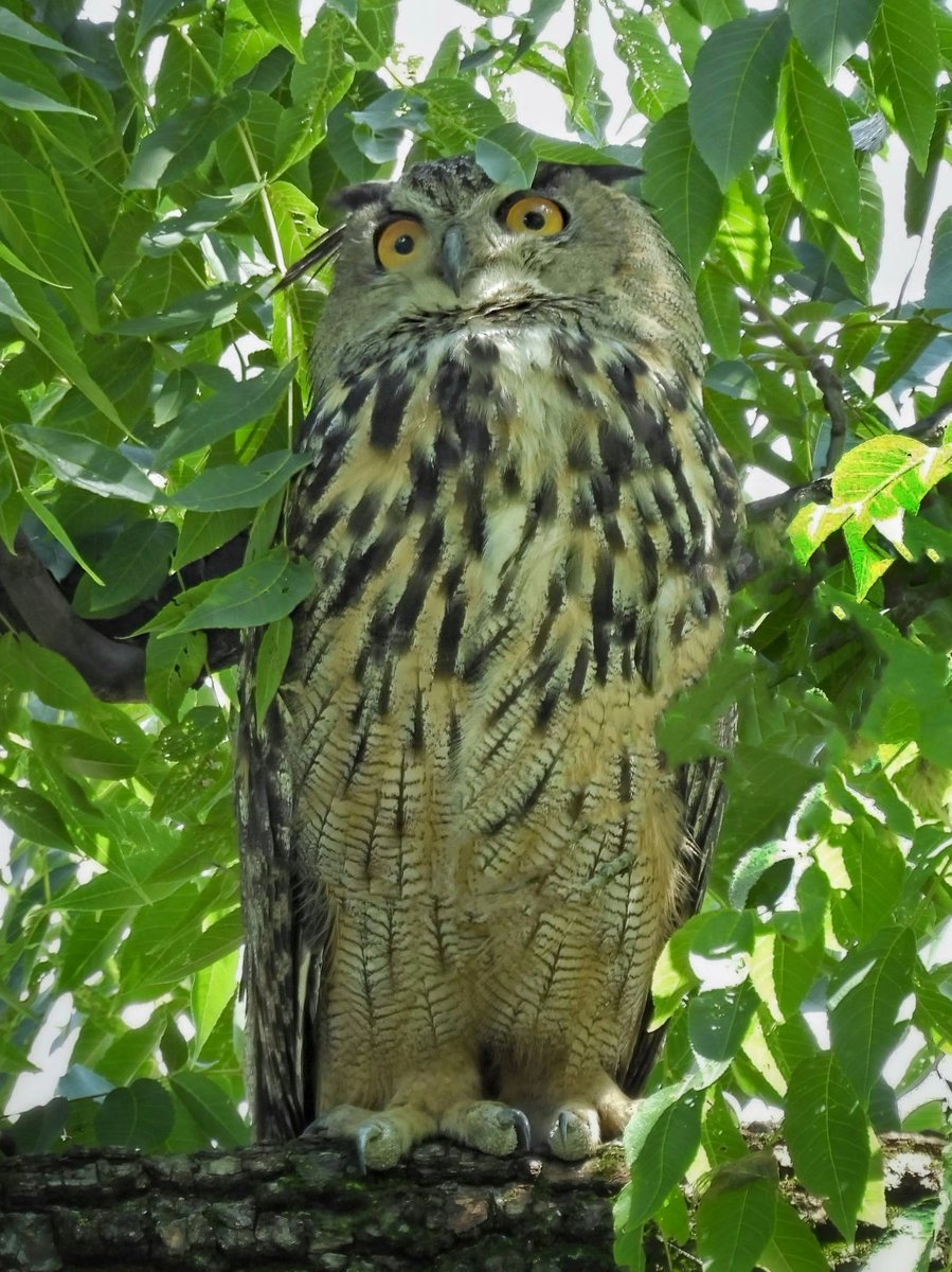 BirdCentralPark's tweet photo. Flaco the Eurasian Eagle-Owl resting in the shade of his favorite tree west of the Mount in Central Park on Monday, sometimes treating passersby to a soft "hoo." https://t.co/CP0v6aNXr7