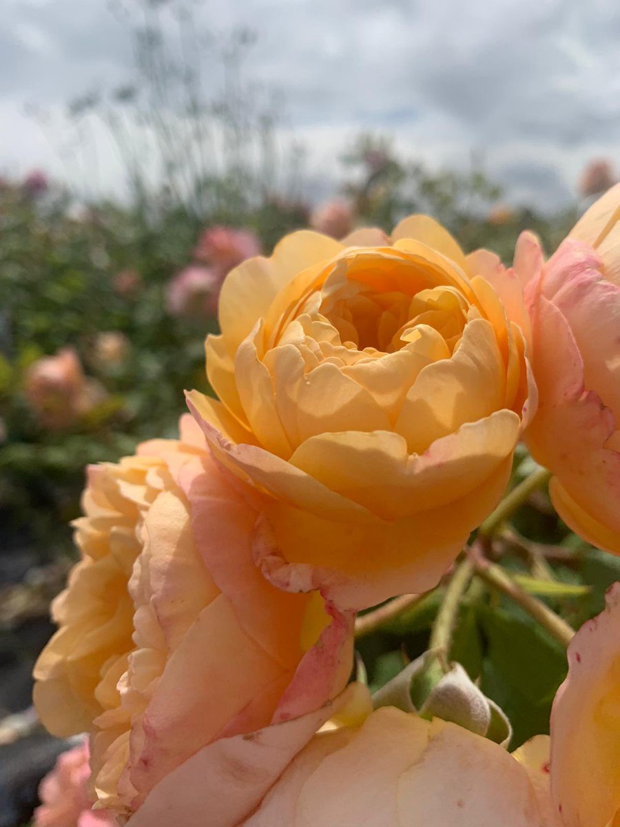 OrionFutureTech's tweet photo. Definitely our most beautiful and best smelling trial to date! Rose rust is a tricky one, so increasing resilience and reducing infection rate is vital. #biostimulants #naturalresistance #roserust https://t.co/KqDEycUopk