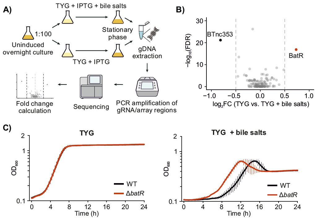 Westermann lab (@westermannlab) on Twitter photo Our latest work, from @prezzag and in collaboration with <a href="/BeiselLab/">Beisel Lab</a>: we constructed a CRISPRi library of the intergenic sRNAs of B. theta and used it to identify modulators of growth under bile. Presenting BatR, the third sRNA we have characterized so far! biorxiv.org/content/10.110… Our latest work, from @prezzag and in collaboration with <a href="/BeiselLab/">Beisel Lab</a>: we constructed a CRISPRi library of the intergenic sRNAs of B. theta and used it to identify modulators of growth under bile. Presenting BatR, the third sRNA we have characterized so far! biorxiv.org/content/10.110…