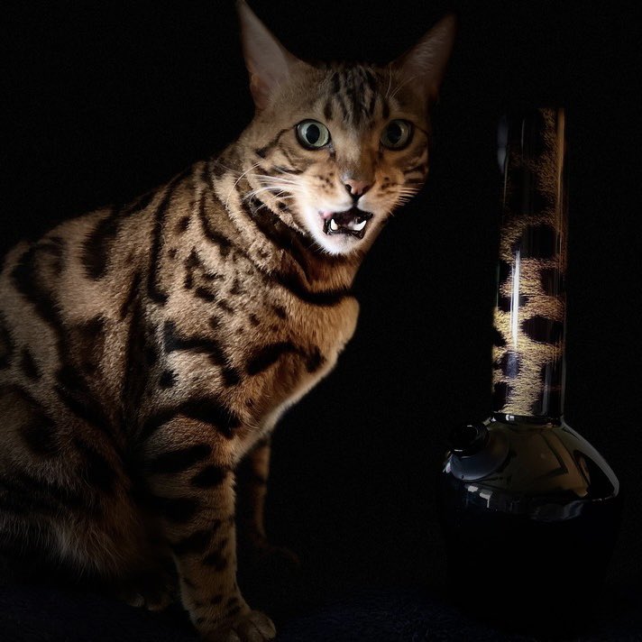 chillsteelpipes's tweet photo. That feeling when you realize our BOGO ends tomorrow. Get to our website right meow! 😸 https://t.co/MUNj3Ho5Jh https://t.co/BMPogEkmly