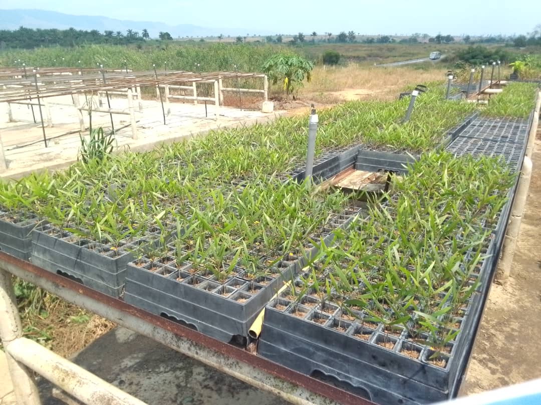 FAOCongo's tweet photo. #Preforest #Prorep mission de terrain avec les membres de L'UGP, les collègues du @MEF_Congo et autres partenaires. Aujourd'hui, visite des pépinières de la Bouendza en compagnie de Mr le sous-préfet & son équipe.@FAOenFrancais @FAOForestry @CAFISecretariat @theGCF https://t.co/O7Wd6nIlT8