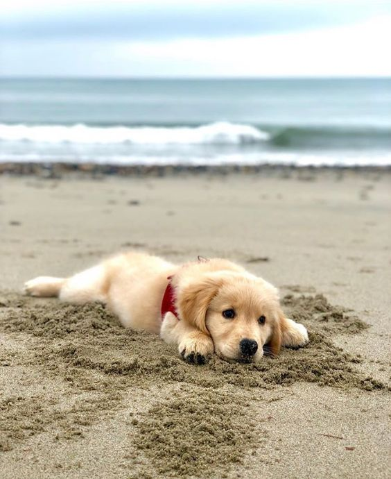 BestForPets4's tweet image. Just got back from a long business trip and this might be the best reward after a long time apart from my best friend. #ManBestFriend #BeachFun #Reunited #dogsoftwitter #dogslover