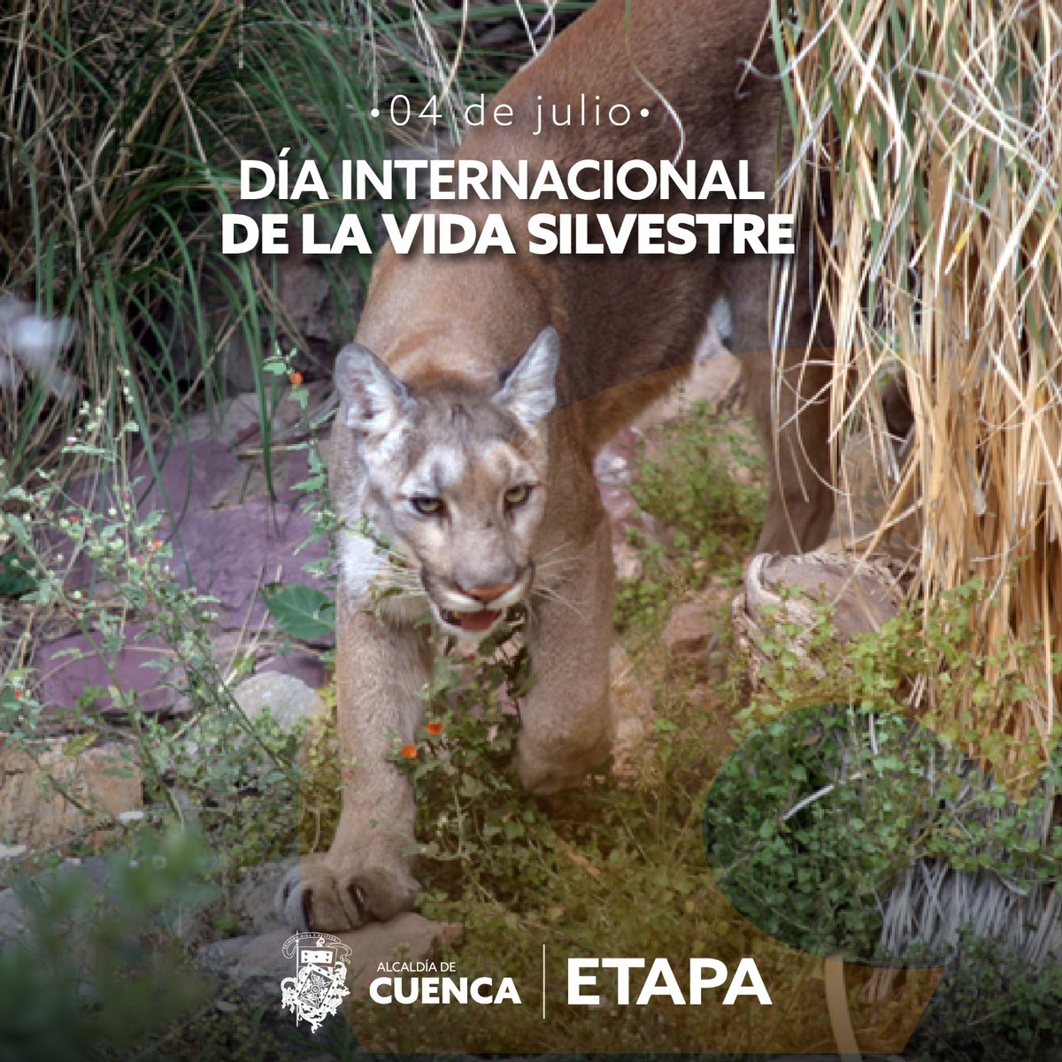 ETAPAOficial's tweet photo. ¡ETAPA EP trabaja por la vida! 🙌🏻

Para contar con agua de calidad y cantidad,  es necesario tener una visión integral de la función de cada componente de nuestros ecosistemas🌳🦎💦.

#CuencaSeTransforma
#amorporcuenca
@czamoramatute @maveronicapolo https://t.co/U06gRjKa4X