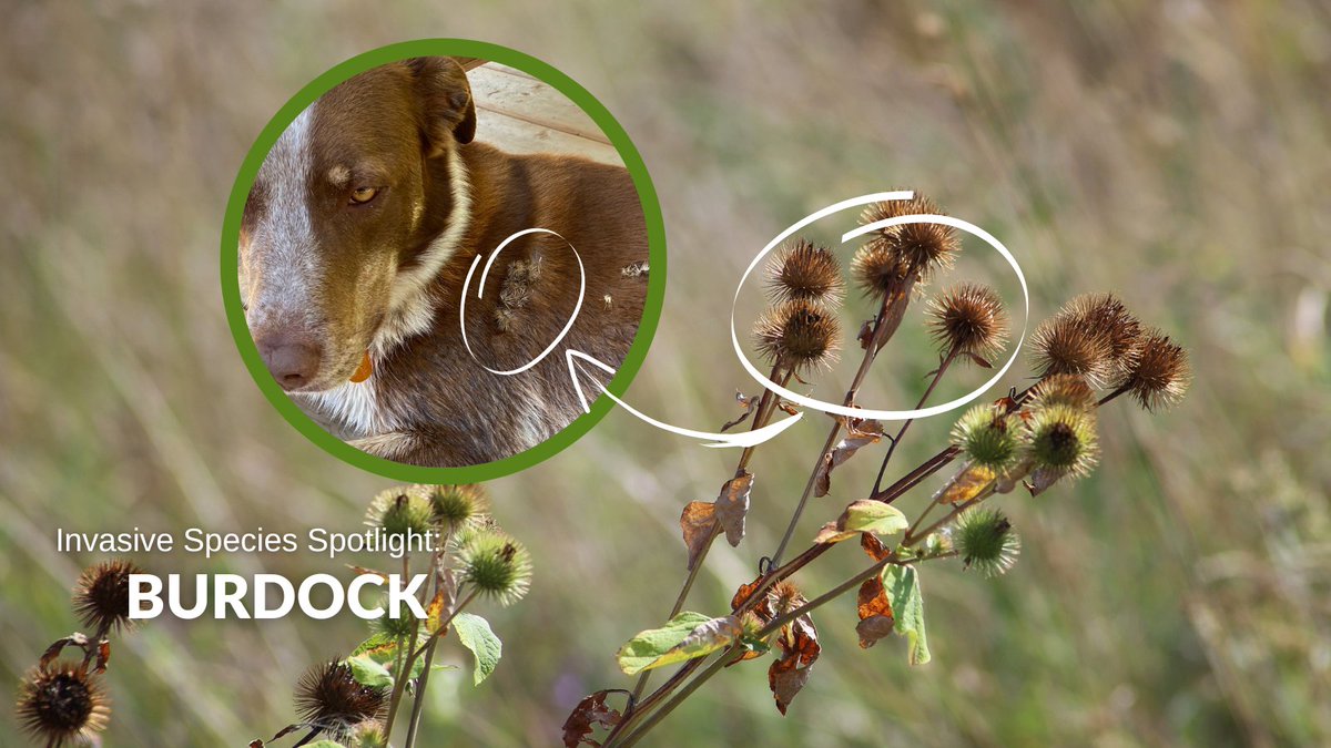 Burdock is a pesky #invasivespecies that gets around by hitching a ride on your furry friends!

After every outdoor adventure with your pup, remember to #PlayCleanGo and give a good brush to get out any burs. 

Learn more: lriss.ca/species/common…