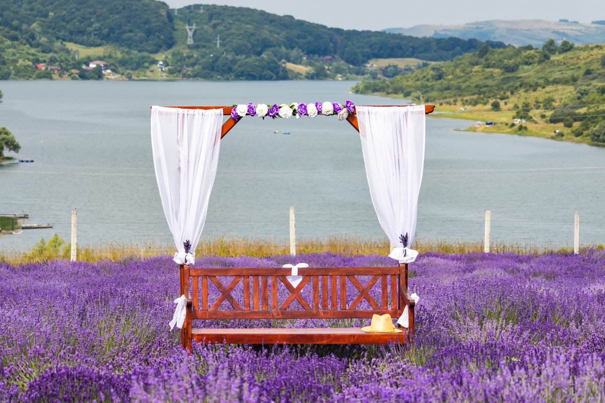 ErdelyKepek's tweet photo. 💜Ezen a héten még látogatható a Bözödi Levendula Domb
💜Megéri elmenni és megcsodálni!
https://t.co/pogONEQCwu
#levendula #erdély #kirándulás #utazás https://t.co/oWAuwHUYPG