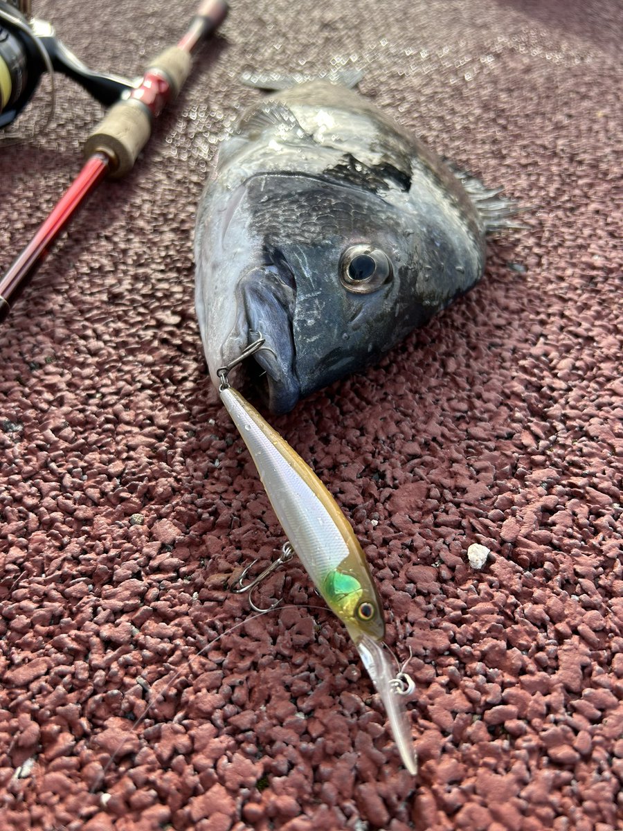 お久しチヌです！！