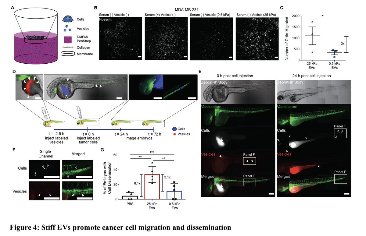 Don't miss the impressive work of A. Sneider et al.,🎆 on how the mechanical properties of the #ECM⚙️affect the quantity,cargo&function of #EVs produced by #cancercells🔥
What a BIG pleasure (+learning) to collaborate with you on this beautiful story😍!
👉mysl.nl/hlLr