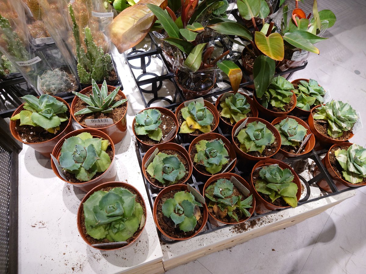 きよーか(kiyooka) Twilog