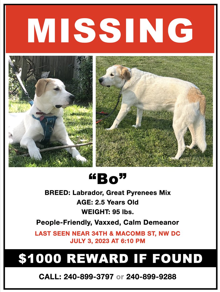jpackardphoto's tweet image. Please help us find Bo. @PoPville