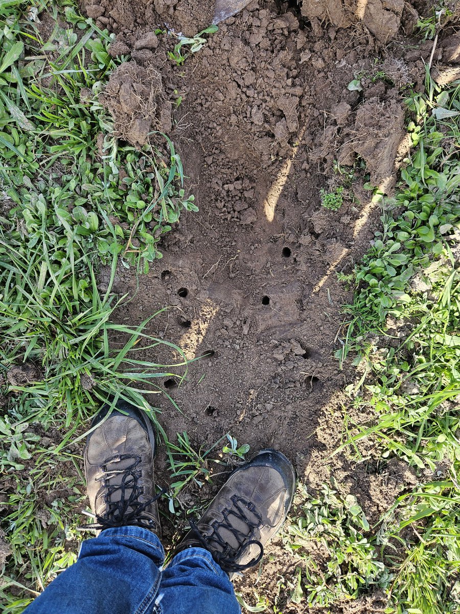 Daño de isoca, la importancia de la rotación y el antecesor. Están voraces. Esta chacra, siembra directa (sin laboreo hace 6 años) Raigrás implantado, muchas plantas cortadas abajo. Galerías por toda la chacra. Antecesor: Pradera vieja. ⚠️↘️