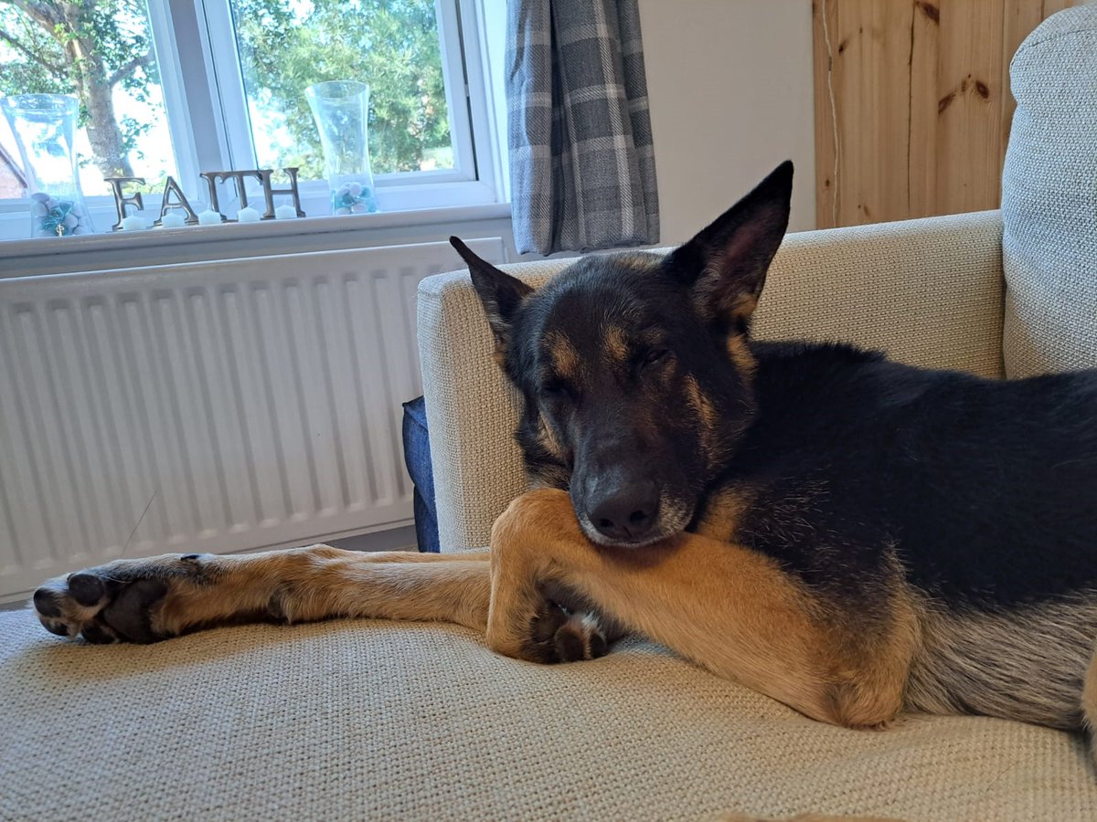 Hi, my name is Janko; I am 4 and a half years old and hope to find my forever home! I have recently retired from being a Patrol dog. For further information or to express an interest in rehoming Janko, please email 1MWD-RHQ-VetClinic@mod.gov.uk. Thank you.