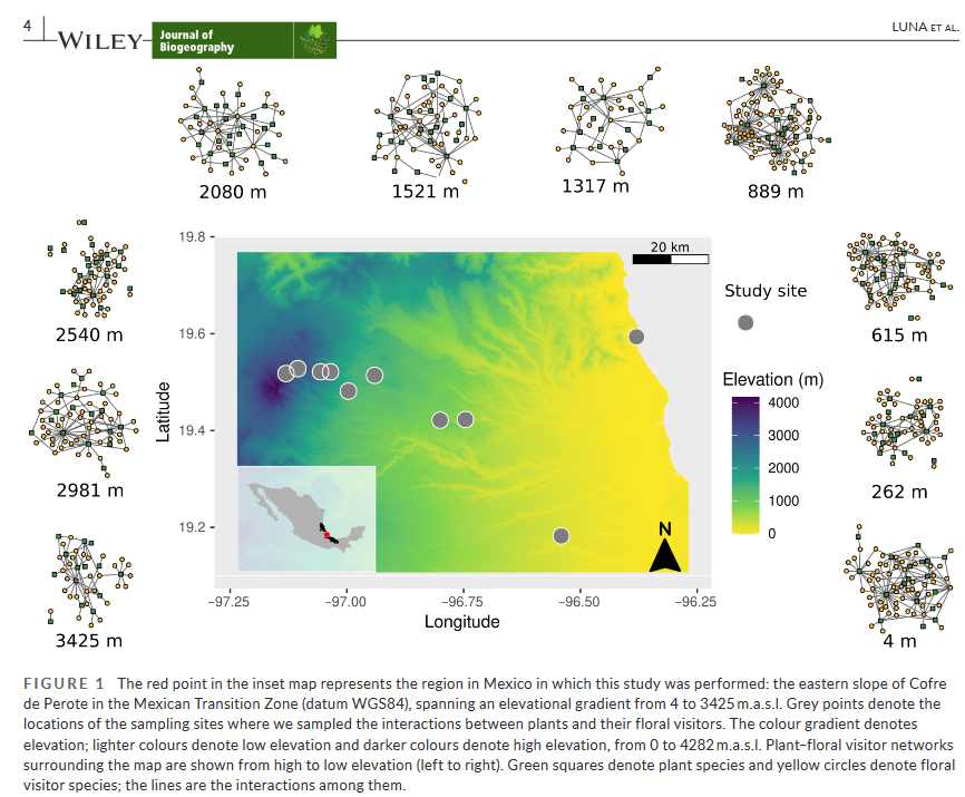 Pedro_LTorre's tweet photo. Our new research article is now published! Here we studied which factors explain the turnover of flower-visitor interactions across an elevational gradient. Temperature changes explained the turnover of interactions!
https://t.co/zeCG4Y2mH0 https://t.co/FpWLC5jLAL