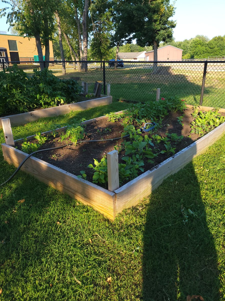 Uh oh, the first 2 pictures are a bit of a concern. Looks like we may have a bunny that found the garden, and the raspberries did not make a good transition from my house. BUT, WoW, look at the calabasitas and the rest of the garden looks great! <a href="/WOPineCreek/">Pine Creek School</a> <a href="/WOPublicSchools/">West Ottawa Public Schools</a>