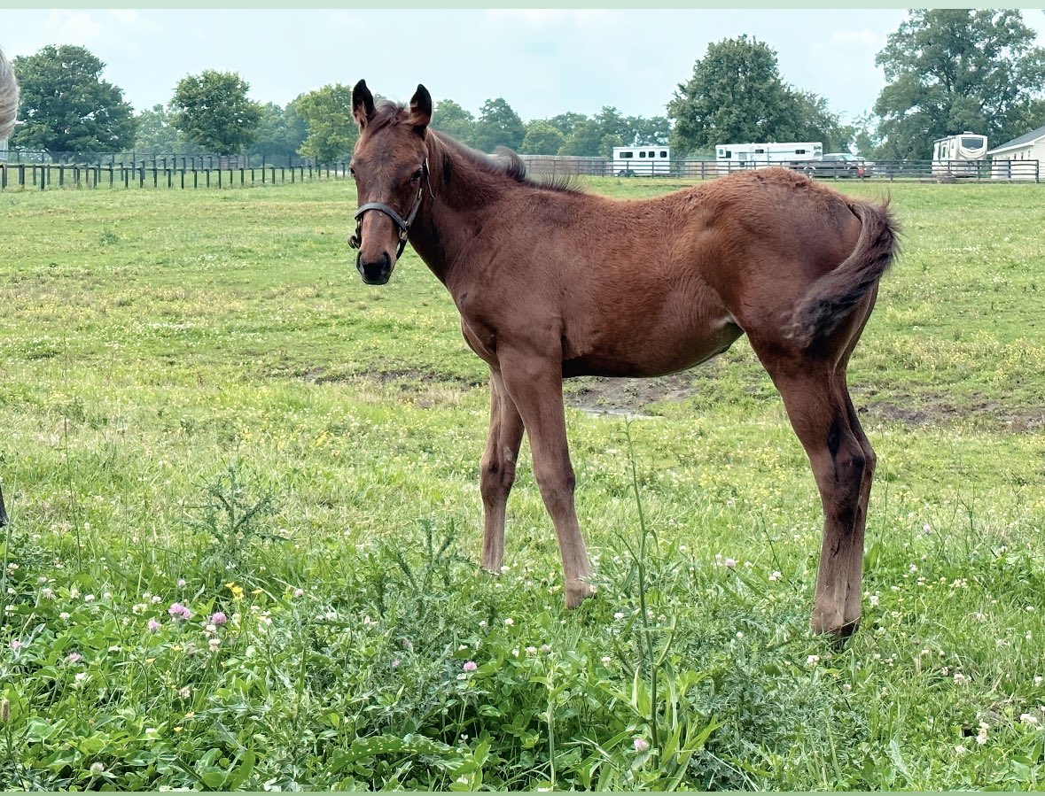 Mamacitastables's tweet photo. Happy 4th from Omaha Beach filly out of Princess Vivian! ⁦@spendthriftfarm⁩ ⁦@marktoothaker⁩ ⁦@MnMTBreds⁩ https://t.co/oMAPh77Wjz