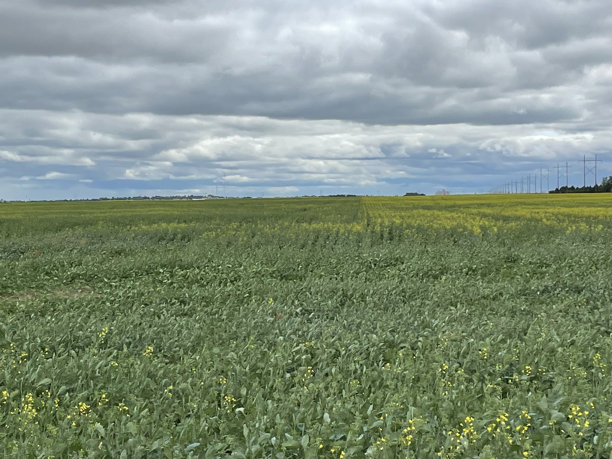 Out with Alpine on my Canola Foliar trail plot. You can definitely see the differences in the treatments starting to form. <a href="/alpineriley/">riley malone</a> <a href="/HayHaySenki/">Hayley Senkowski</a>
