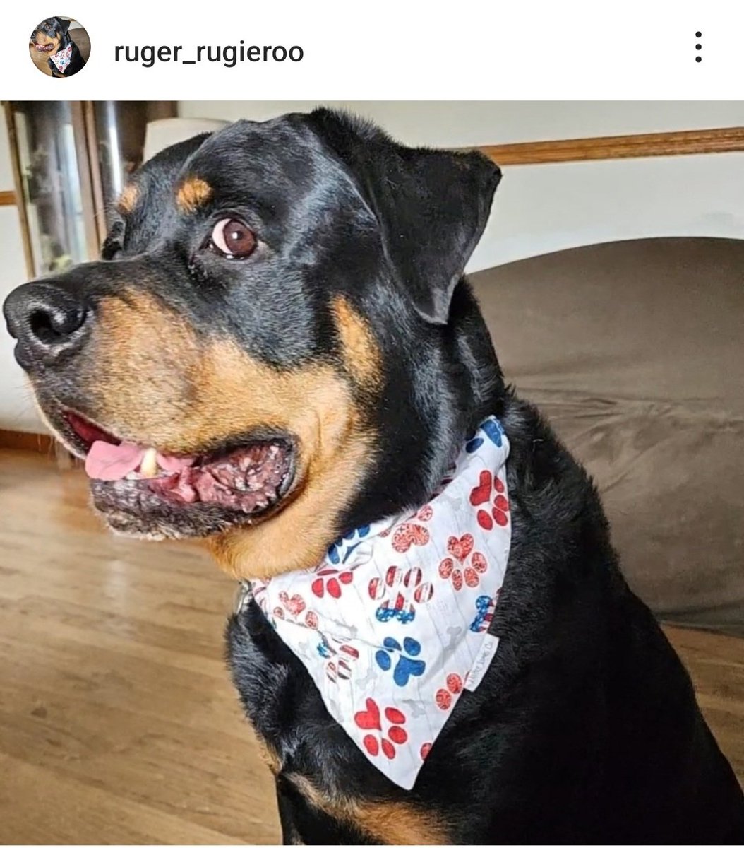 annielynnshea's tweet photo. Hi, friends! Mom has set up an IG just for MEEEE! You can find me at Ruger_RugieRoo. I don't know how much we'll use it but maybe we'll cross-post the #PhotoChallenges.🐾🐾 https://t.co/Z8vwXoPXUH
