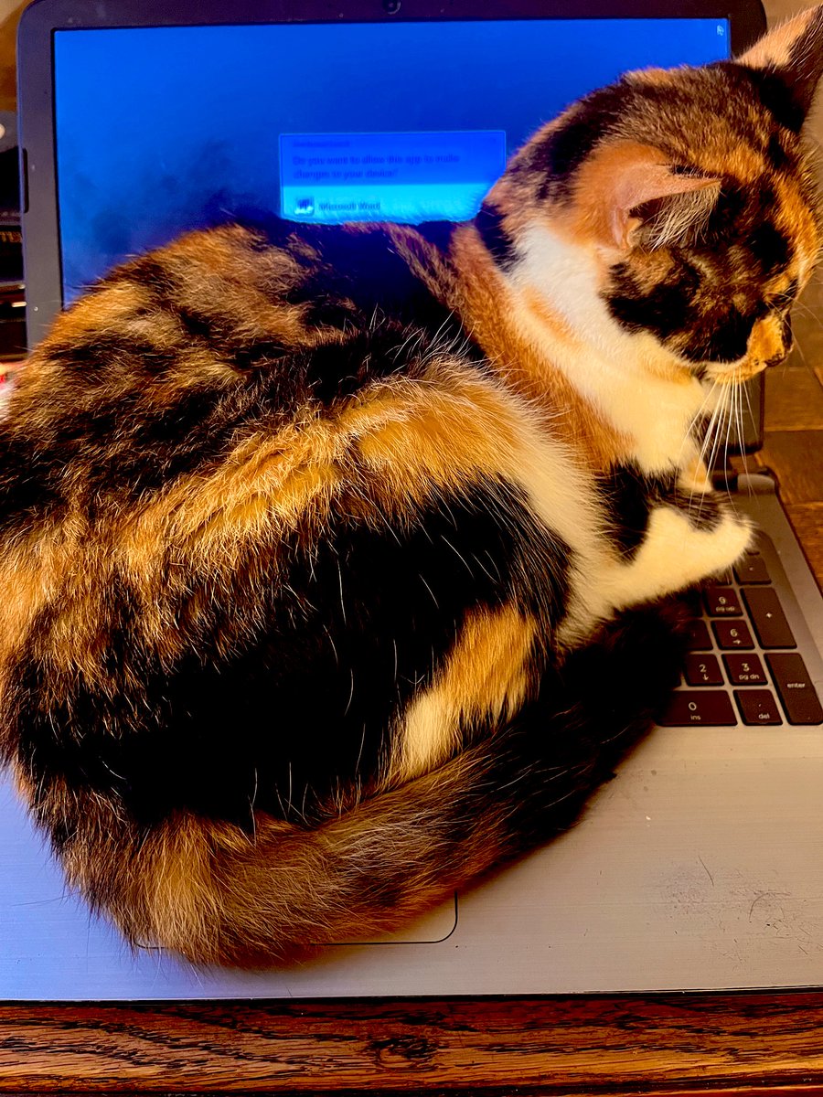 IEmmaTurner's tweet photo. #CatsofTwittter #Laptop #changeofplan https://t.co/RiRN8x28rD