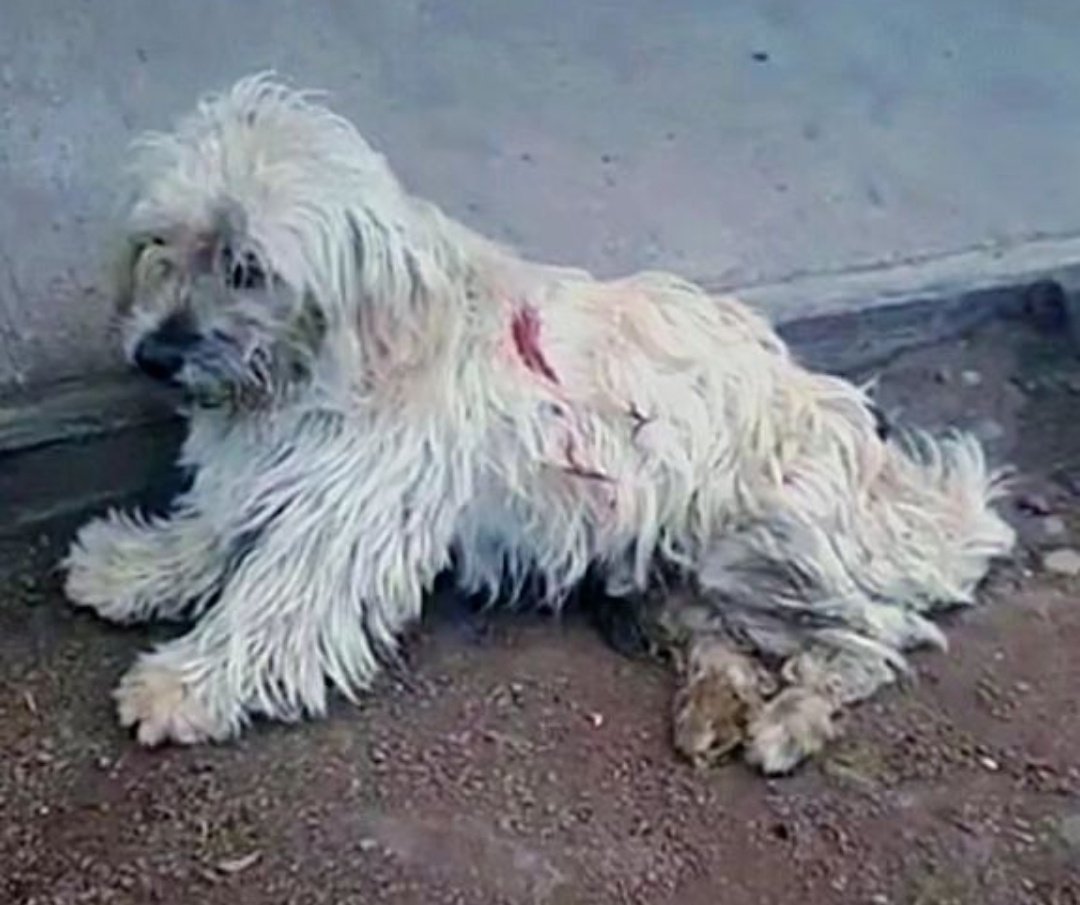 UNA DRAMATICA SITUACIÓN 

#White🐶 se iria a hogar temporal. Una chica de 27 años lo recibiría...
La llamo y la hermana de esta chica me responde, le expliqué lo de la adopción y me cuenta que su hermana se quito la vida anoche. Me conto que tenia problemas de depresión, pero