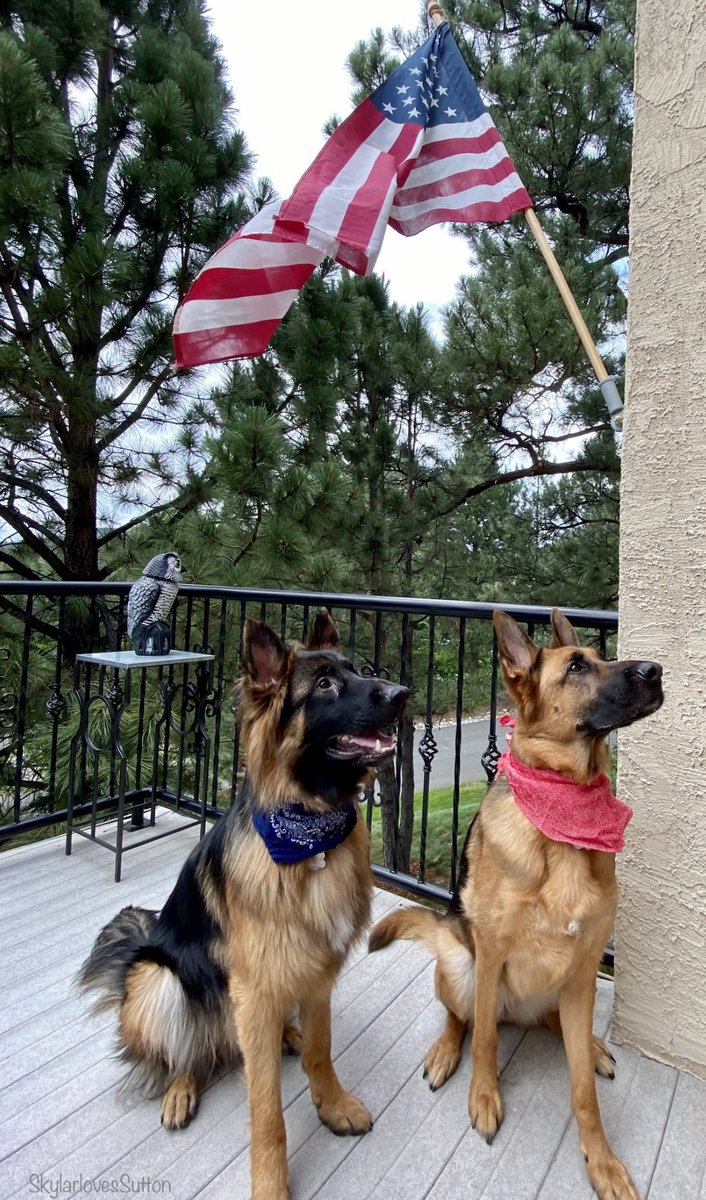 Happy 4th of July furiends!! #dogsoftwitter #puppers #throwbackphoto #floofnflag