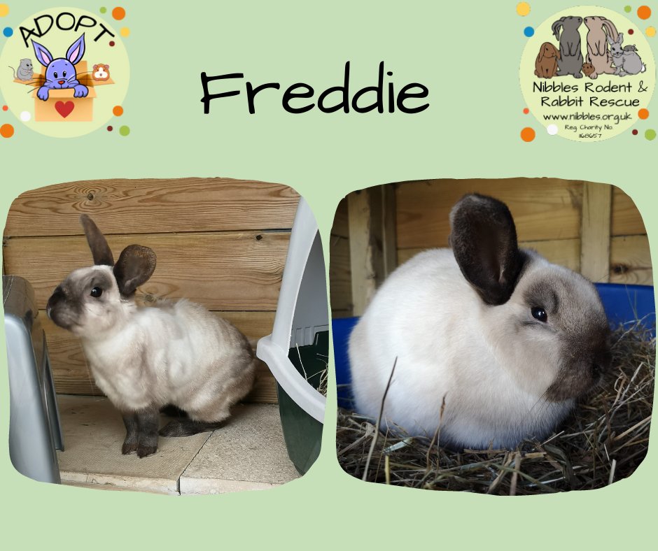 All this week we will be highlighting the rabbits in our care who have been with us over 12 months.

Freddie has been with us 1 year and 7 months! He is a shy bun but will a bit of 1-2-1 I think he will make a lovely companion, hop on over to our website Nibbles.org.uk