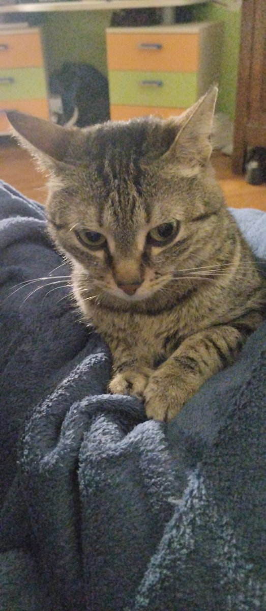 museofnyx's tweet photo. il mio mood perenne https://t.co/X0BKPPKlVI