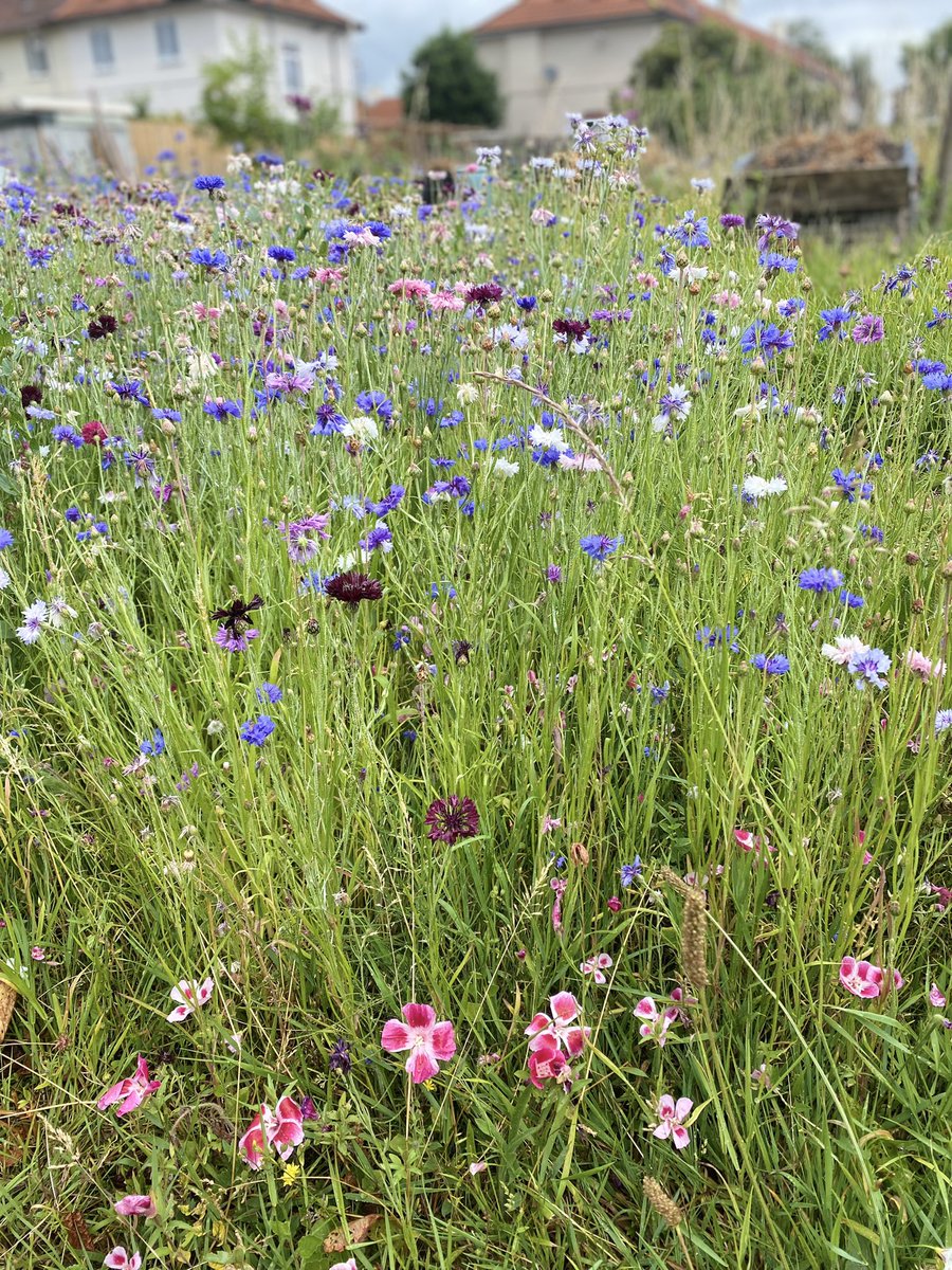 LomaxAmyHousing's tweet image. Fab day visiting the Mansbridge estate with a guided tour courtesy of @CaraHeadon &amp;amp;my first visit to the @RoundAboutSoton
I was fortunate enough to see the Community Pantry in action &amp;amp; the wonderful work the volunteers do as well as the thriving Community Orchard! #Abri
